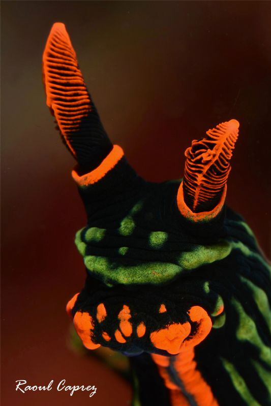 Olé nudi ! by Raoul Caprez 