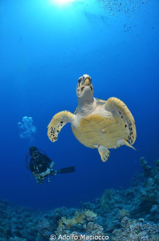 Hawksbill turtle with Diver
Jackfish alley
Sharm el She... by Adolfo Maciocco 