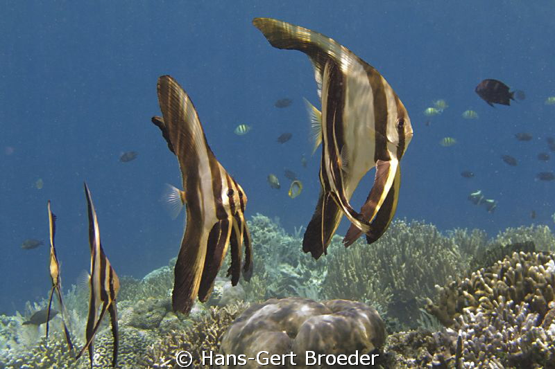 Batfishes
www.bunakenhans.com
Bunaken,Sulawesi,Indonesi... by Hans-Gert Broeder 