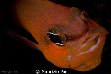 Apogon with eggs
Olympus E-PL2 - Panasonic 45mm macro - ... by Maurizio Pasi 