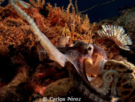 Playing with the dome by Carlos Pérez 