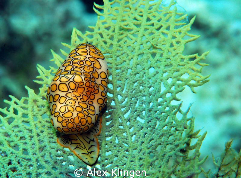Flamingo tongue. by Alex Klingen 