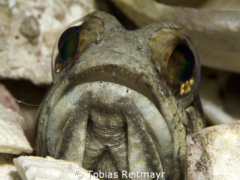 Banded Jawfish, Blue Hole by Tobias Reitmayr 