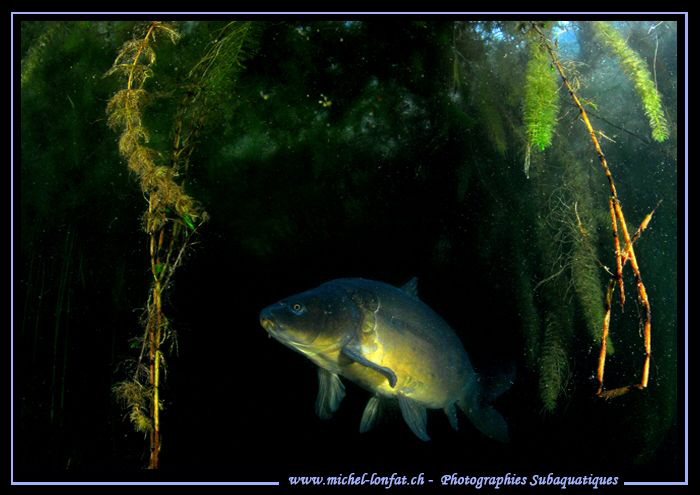 Common Carp... :O)... by Michel Lonfat 