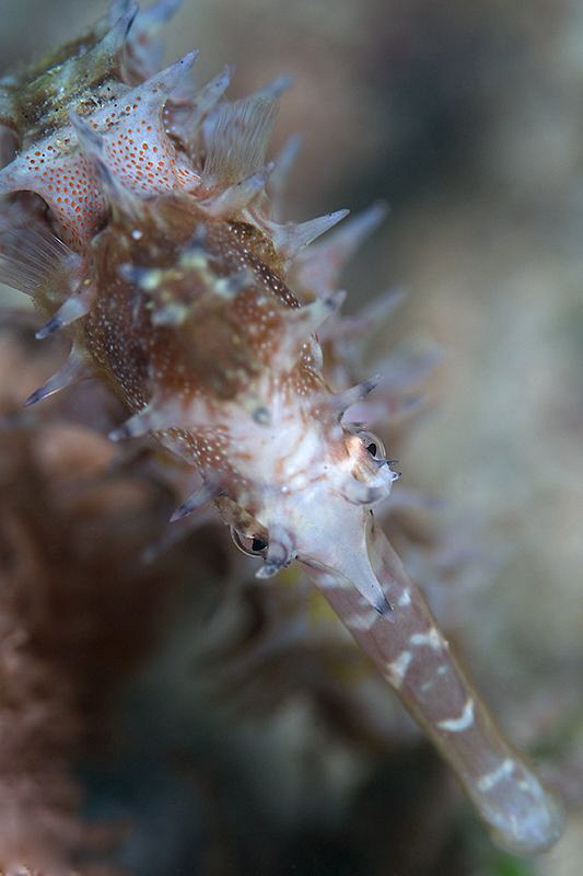 Seahorse by Iyad Suleyman 