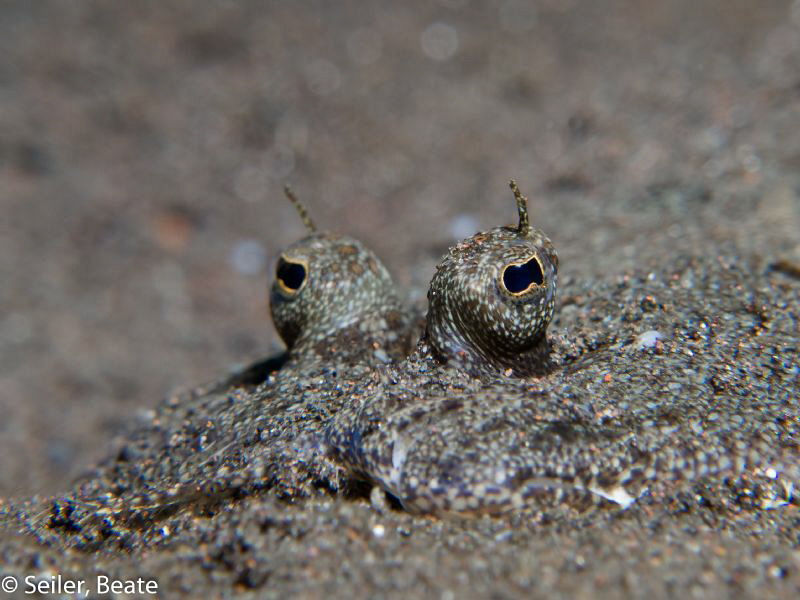 Flounder , taken with Canon G12 and UCL165 by Beate Seiler 