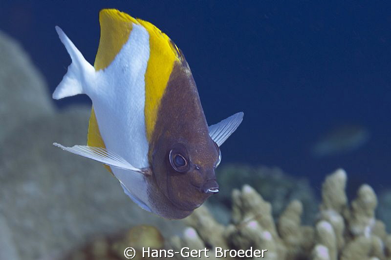 Pyramid butterfly
Bunaken,Sulawesi,Indonesia, 
Nikon D ... by Hans-Gert Broeder 