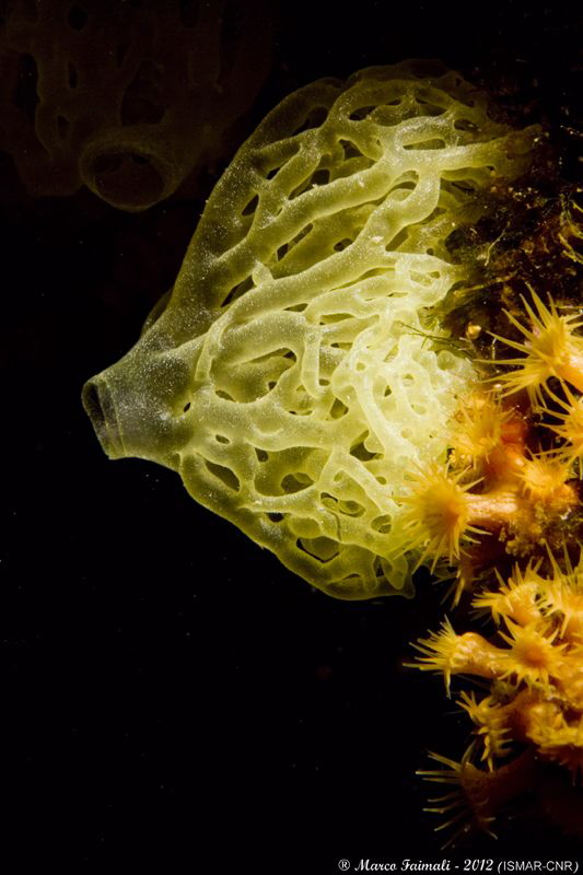 Magic yellow sponge  (Clathrina clathrus) by Marco Faimali (ismar-Cnr) 