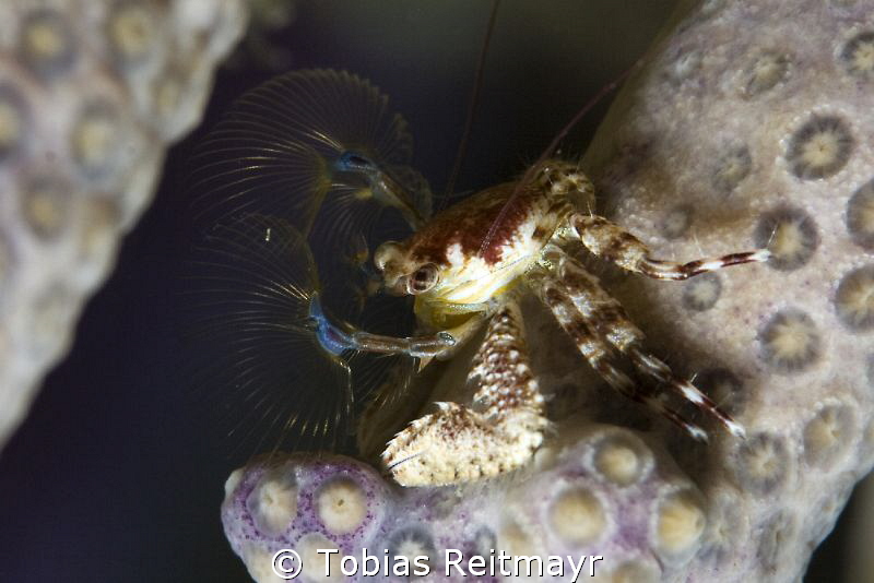 Porcelain crab at night at Barracuda Shoal, Exumas by Tobias Reitmayr 