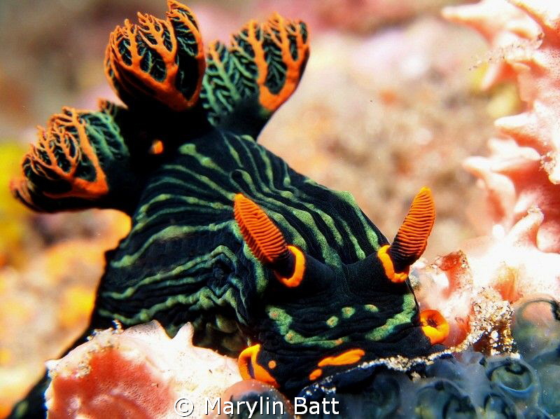 Nembrotha kubaryana by Marylin Batt 