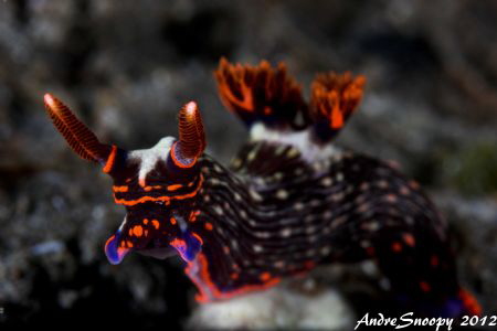 nembrotha glow by Andre Snoopy Montenegro 