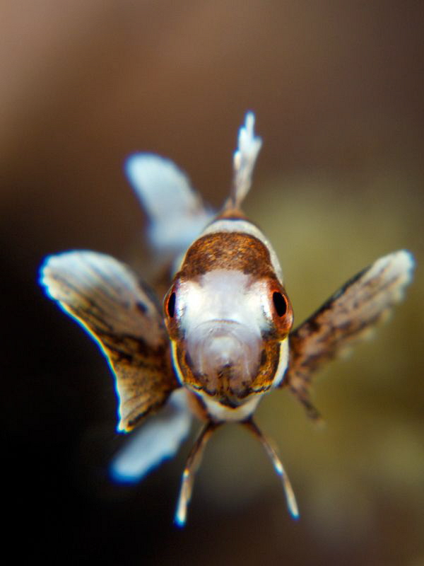"Juvenile Sweetlips" This fish was less than 1 inch and i... by Iyad Suleyman 