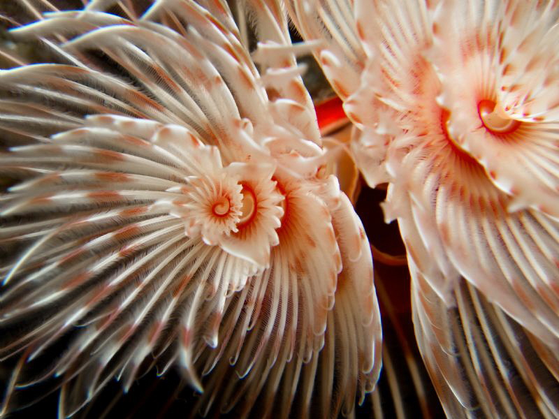 X-mas tree worm by Beate Seiler 
