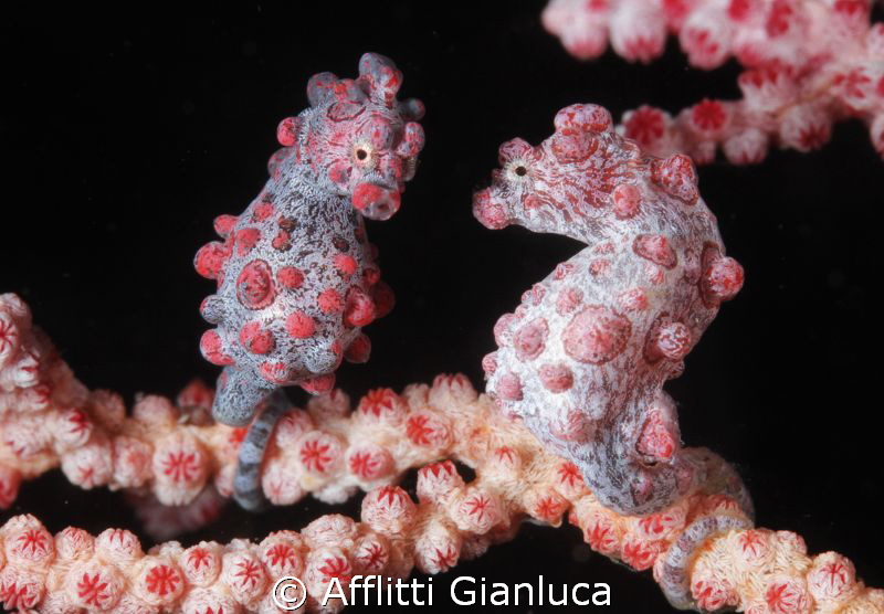 double pigmy by Afflitti Gianluca 