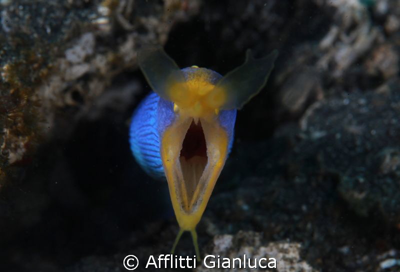 throat..... by Afflitti Gianluca 