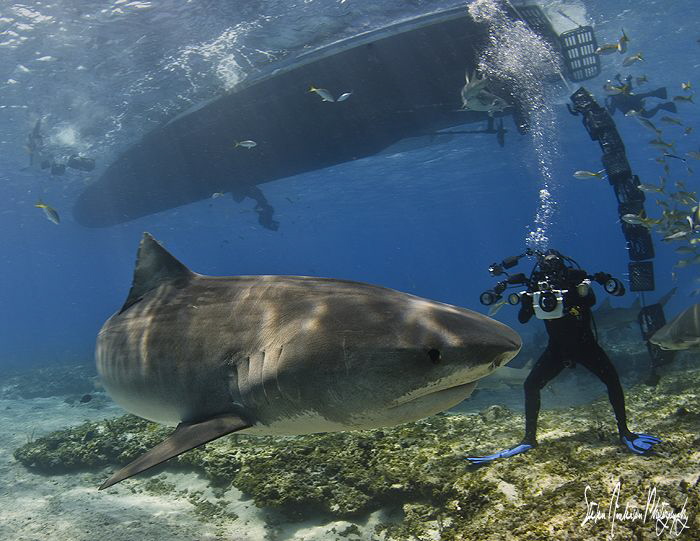 Emma poses for photos at Tiger Beach under the Shear Wate... by Steven Anderson 
