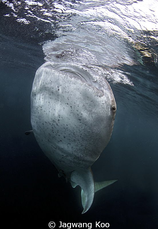 whaleshark by Jagwang Koo 