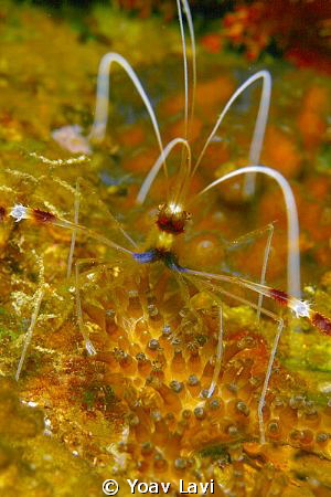 Cleaning shrimp by Yoav Lavi 