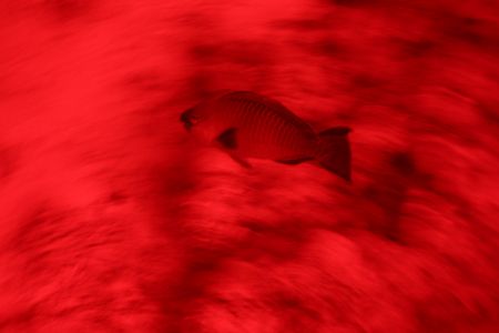 Red.
Canon 300D, Tv 0,3,Av 3,5, red filter,
Ikelite Pro... by Dmitry German 