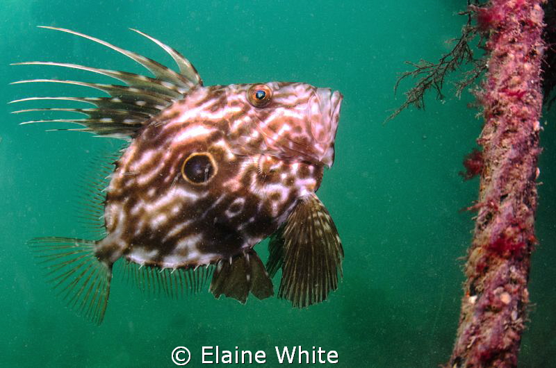 John Dory on the wreck of the Fleur d Llys, Swanage by Elaine White 