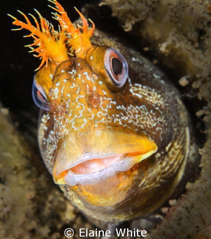 Tompot Blennie on guard under Swanage Pier by Elaine White 