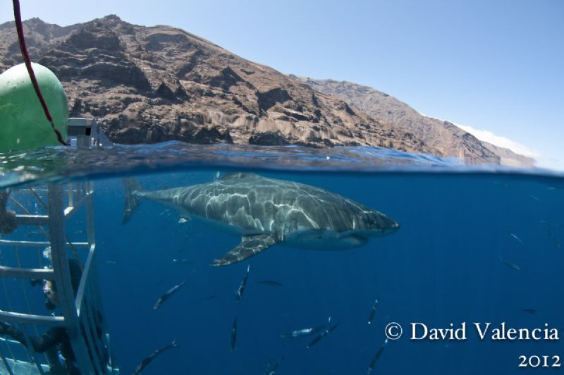 Shark diving in Guadalupe is the best. Clear water, the l... by David Valencia 