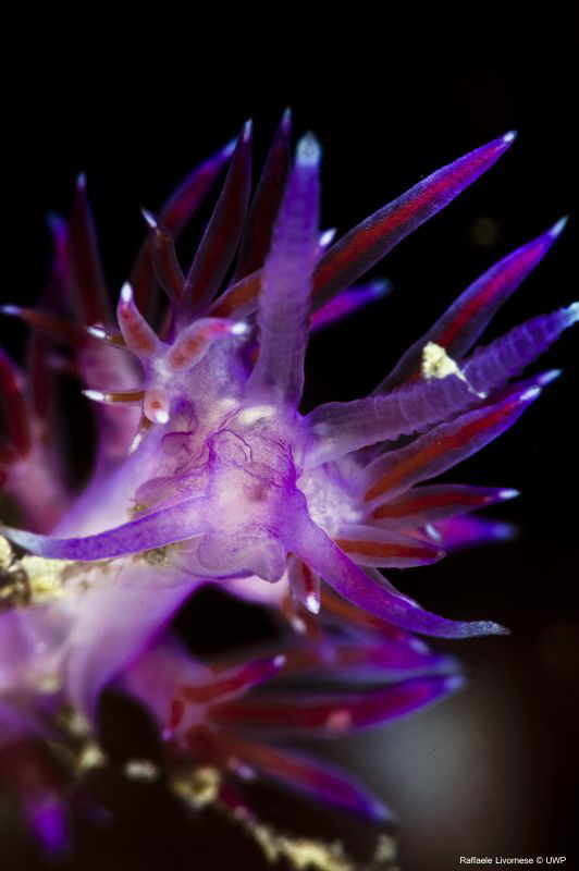 Flabellina affinis by Raffaele Livornese 