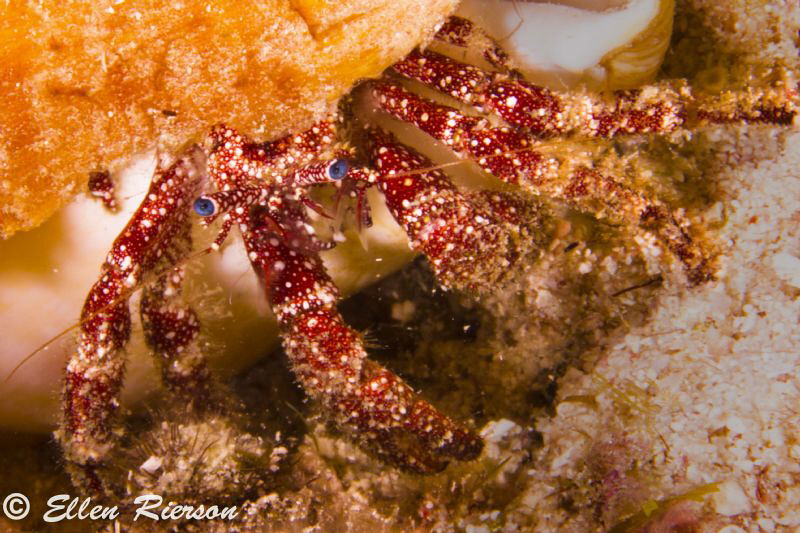 Canon T2i; 100mm macro; f/32; 1/180; ISO 200; 2 Ike strob... by Ellen Rierson 