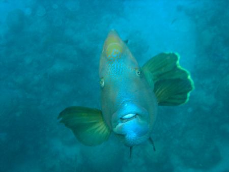Frank-the Giant Wrassie taken at Hastings reef, Great Bar... by Tim Clark 