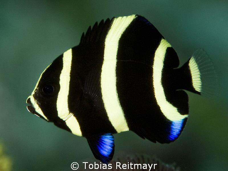 Juvenile Angelfish, Blue Hole by Tobias Reitmayr 