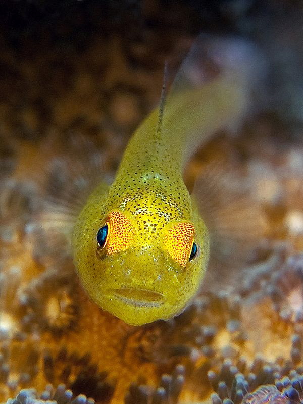 Goby, Seraya. by Doug Anderson 