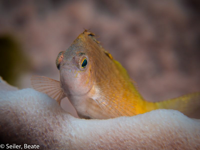 Just looking ! by Beate Seiler 