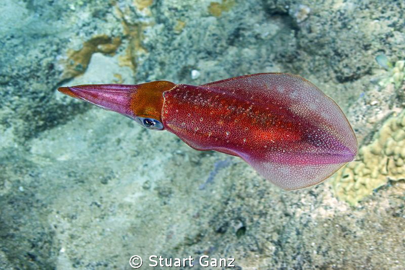 Hawaiian Sqiud by Stuart Ganz 