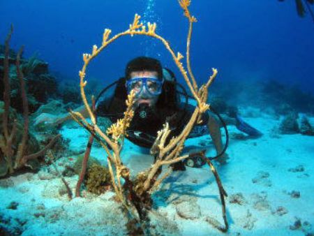 This Fire Coral formed a nice natural frame for the shot ... by John Thompson 