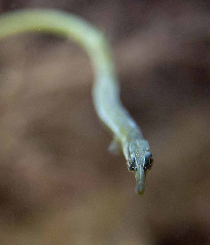 Hi!
Syngnathus, lucky shot.
Canon 600D, 60mm, videolamp... by Chris Krambeck 