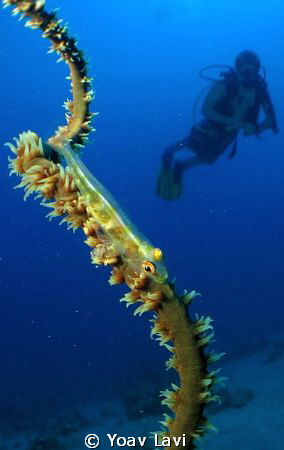 Wire coral goby and diver.
Inon bugeye by Yoav Lavi 