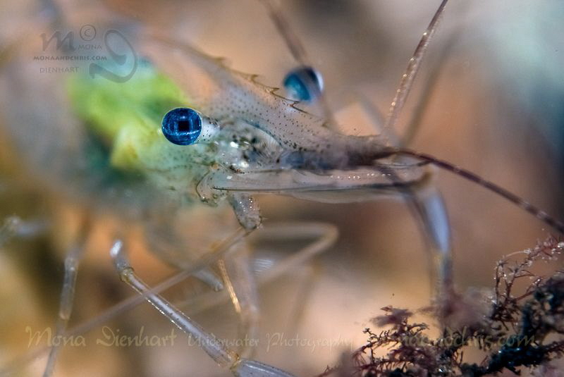 Blue eyes by Mona Dienhart 