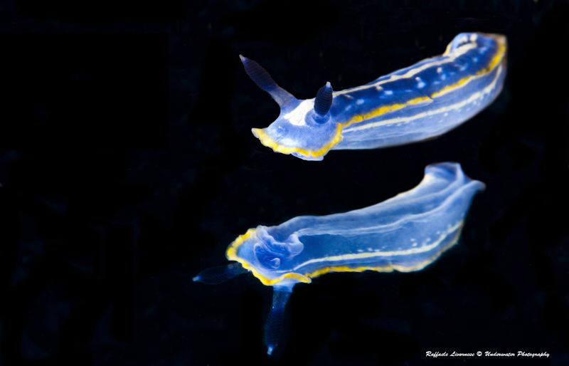 hypselodoris tricolor with mirror effect (also this perfo... by Raffaele Livornese 