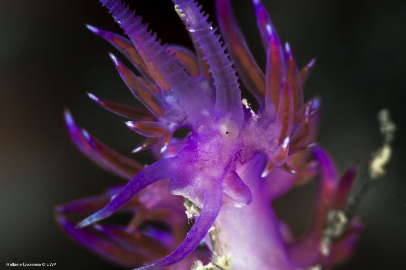 Flabellina affinis by Raffaele Livornese 