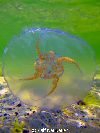 I got this Pic at the beach of the island Fehmarn in Germ... by Ralf Neubauer 