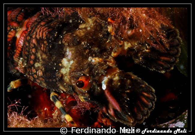 Slipper lobster by Ferdinando Meli 