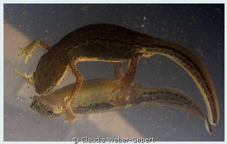 mirror mirror...

female newt in a pond by Claudia Weber-Gebert 