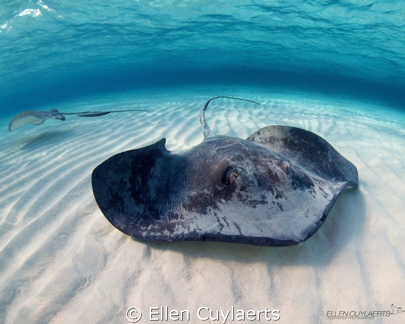 ZEN
My favourite place at dawn. The famous Sandbar (clos... by Ellen Cuylaerts 