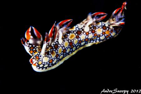 Swimming Nudi-Bornella anguilla
Canon t2i 100mm lens
f1... by Andre Snoopy Montenegro 