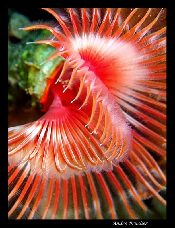 Serpula Vermicularis by André Bruchez 
