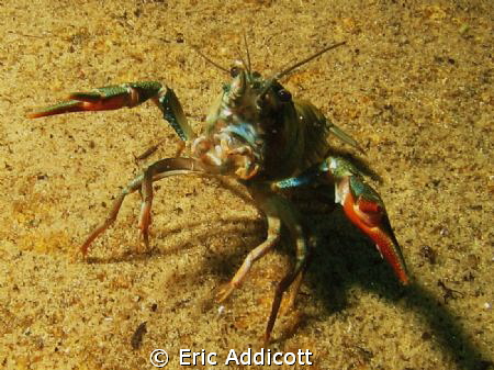 Lake Tahoe crawdad ready to fight. by Eric Addicott 