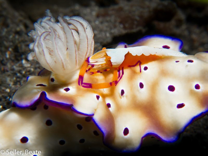 Imperator shrimp at work by Beate Seiler 