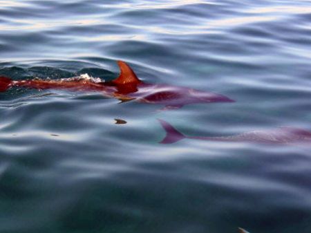 Dolphins cruising near shore in Rincon, PR. by John Thompson 