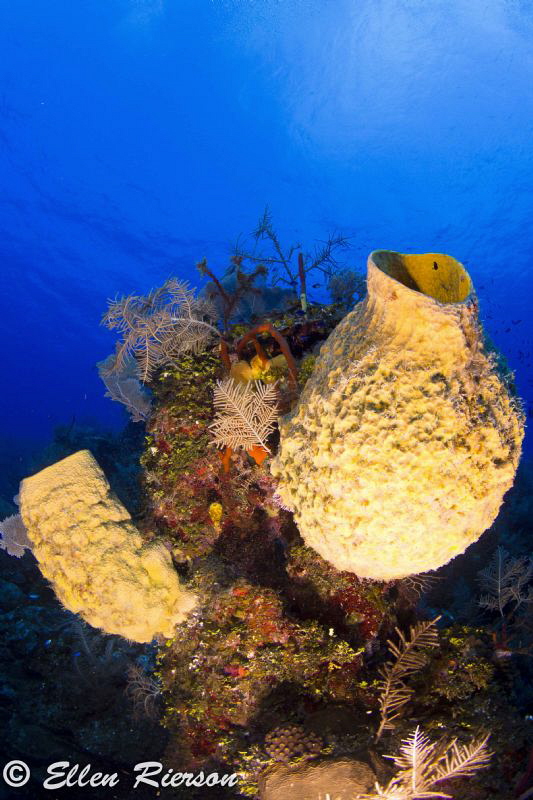 Tok 10-17, Canon T2i @ Lost Wall of East End, Grand Cayman by Ellen Rierson 