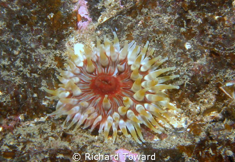 Wee anenomie, taken with Canon A570is and Epoque Strobe by Richard Toward 